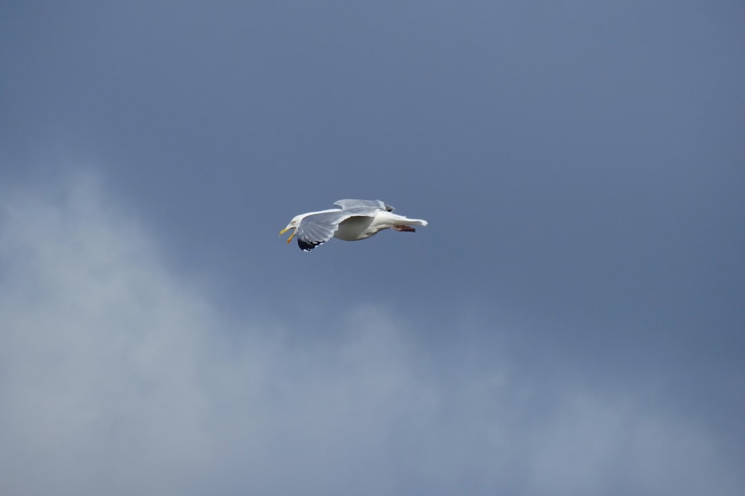 „Umpluturi Flotante: O Soluție pentru Apă Curată și Emisii Mai Mici”