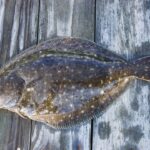Flounder lansează un auditor de securitate autonom inovator